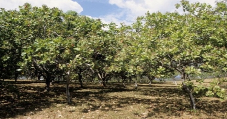 Marañón, una planta con mucho potencial