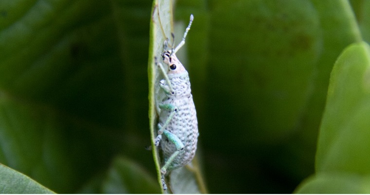 Llega la maratón, un nuevo formato de eventos en AGROSAVIA