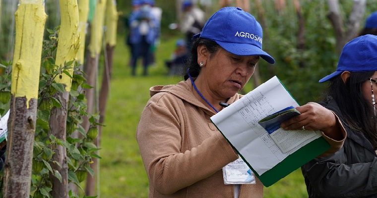 AGROSAVIA propone estrategias de manejo integrado y el uso de microorganismos para disminuir del marchitamiento vascular en el cultivo de uchuva