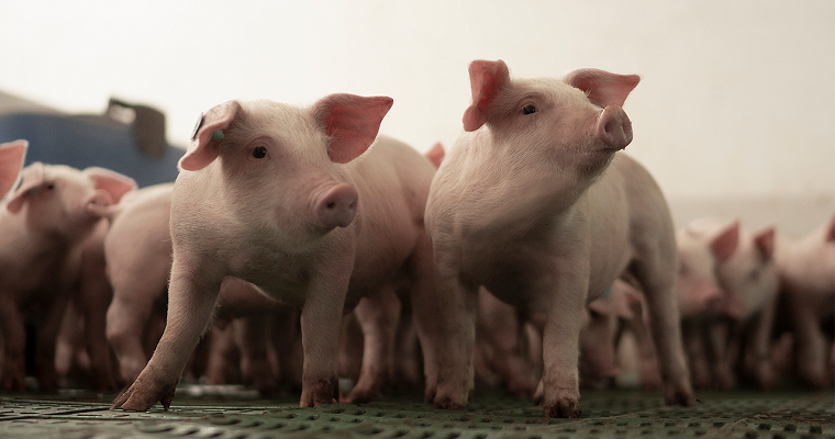 Comunicado Comité Técnico Nacional de Sanidad Porcina Síndrome reproductivo y respiratorio porcino(PRRS)