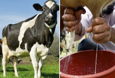 Aprenda cuál es la diferencia entre mastitis endógena e iatrogénica