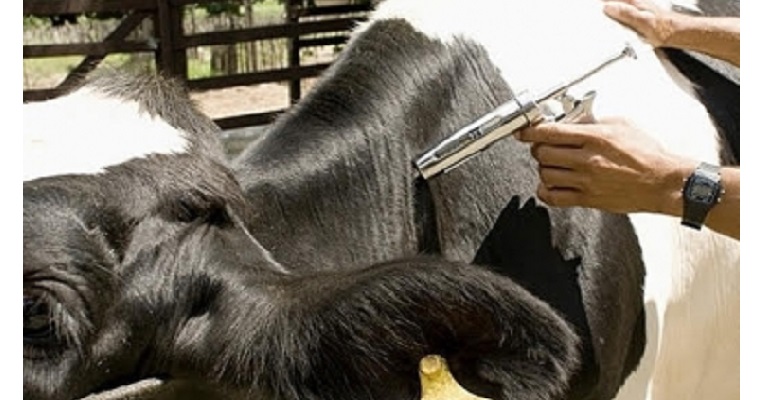 Medicamentos veterinarios adulterados están afectando la ganadería