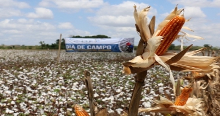 Dos nuevos cursos virtuales fortalecen conocimientos en la cadena de valor del algodón latinoamericano