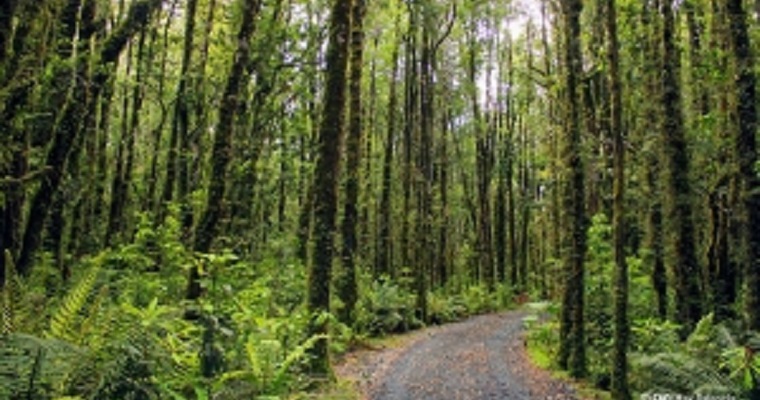 América Latina y su compromiso por restaurar y conservar los bosques