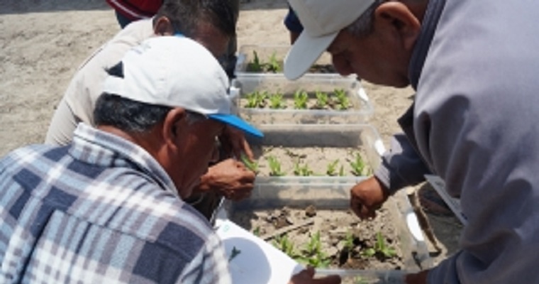 Sembrando Capacidades promueve taller virtual para intercambio de experiencias en extensión agropecuaria