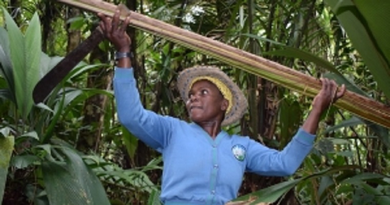 El Fondo Verde para el Clima aprueba US $ 28 millones para ayudar a Colombia a combatir la deforestación en la Amazonía