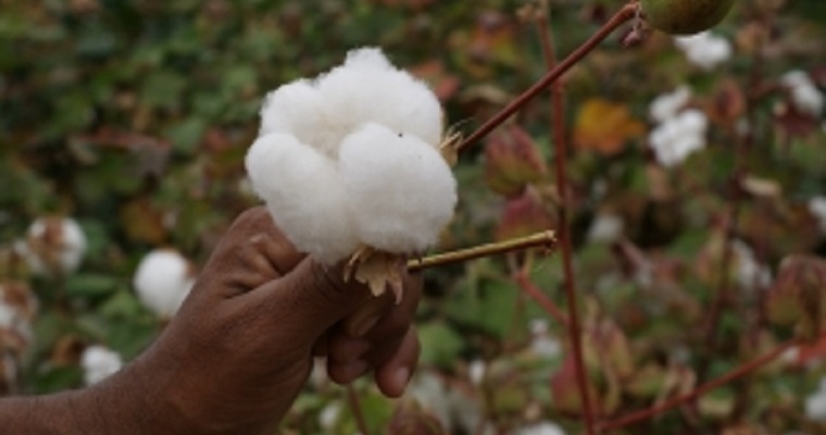 Proyecto +Algodón visita Campina Grande para conocer experiencias en la cadena del algodón en la agricultura familiar