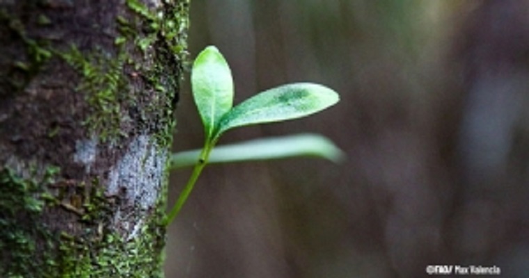 21 países de América Latina y el Caribe unen esfuerzos para armonizar sus inventarios forestales nacionales