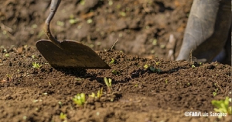 FAO promueve el manejo sostenible de la fertilidad de los suelos para hacer frente a la escasez de fertilizantes