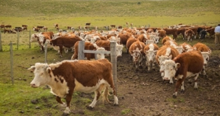 América Latina impulsa la ganadería sostenible