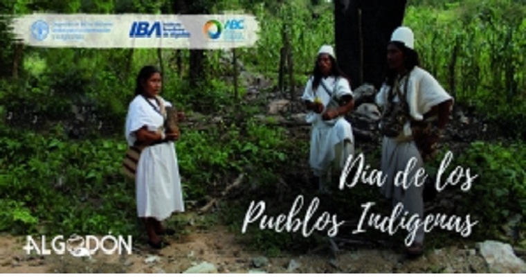 El rescate del cultivo ancestral del algodón en las manos del pueblo indígena Arhuaco