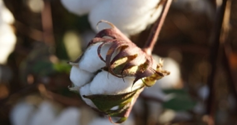 Webinars reúnen actores de la cadena algodonera para intercambio de experiencias sobre la producción de algodón