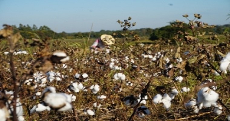 Gremios algodoneros y gobiernos dialogaron sobre las acciones en marcha para el sector y la crisis de los fertilizantes