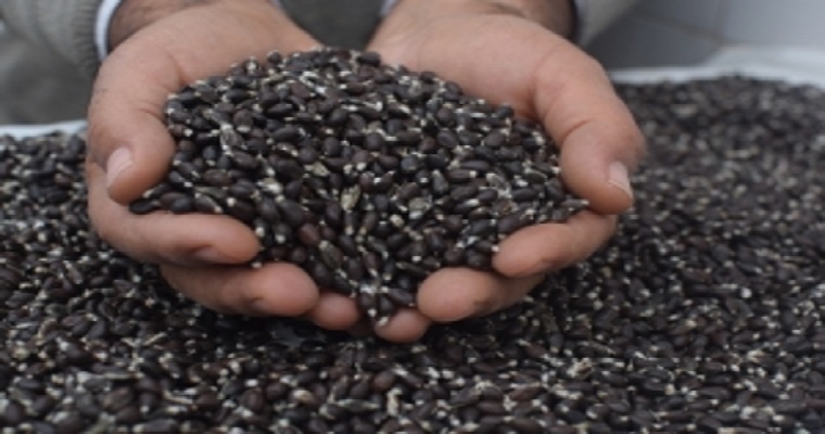 +Semillas: red de investigadores organizará informaciones sobre la recuperación y la conservación de semillas de algodón