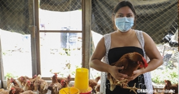 FAO activa protocolos de coordinación y respuesta ante brotes de Influenza Aviar en la región