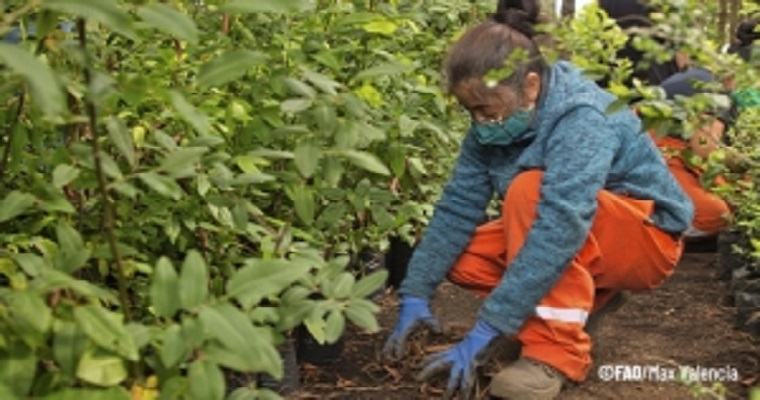 La FAO hace llamado a priorizar medidas de prevención para enfrentar las crisis por incendios forestales en América Latina
