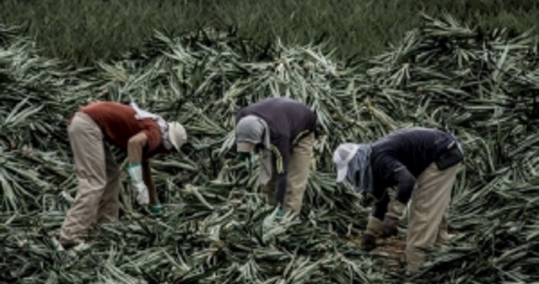 FAO inicia la trigésima sesión sobre Estadísticas Agrícolas y Pecuarias de América Latina y El Caribe.