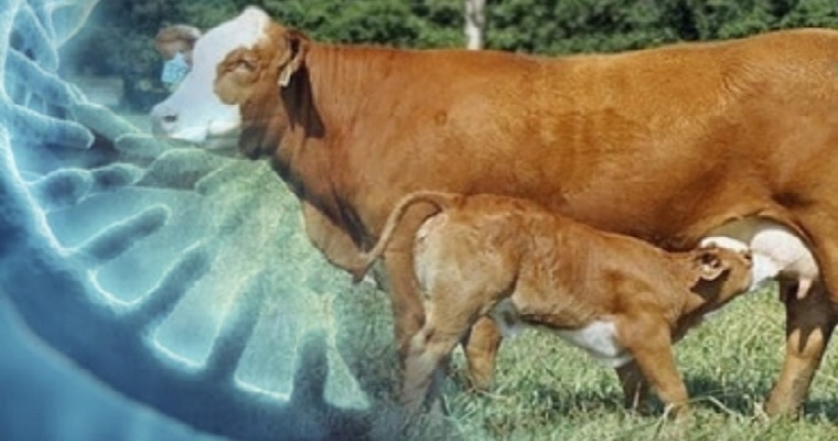 En qué debe fijarse para implementar mejoramiento genético bovino