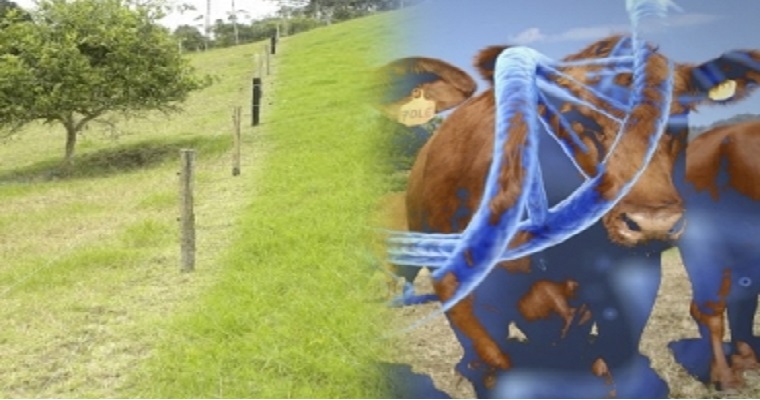 Enfrente mejor la estrategia de zonificación con división de potreros