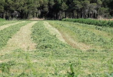 Para aumentar sólidos totales en leche, comience por dar mejores pastos