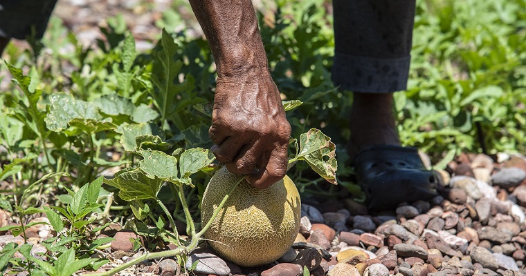 Agroecología urbana y arquitectura también son esenciales para la soberanía alimentaria