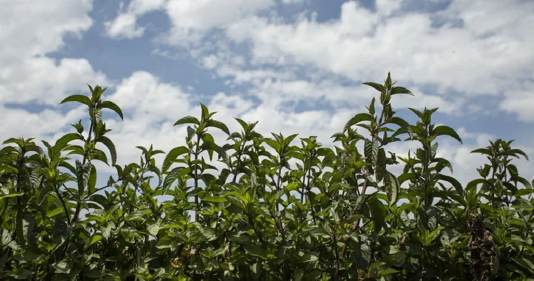 Mentol, activo clave de la menta que se usa para reducir congestión nasal y pulmonar