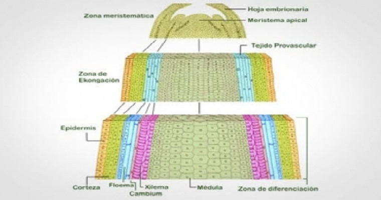 Conozca qué es el meristema apical para no generar baja productividad de la ganadería