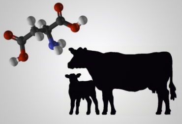 La importancia de los lípidos en la dieta de los bovinos