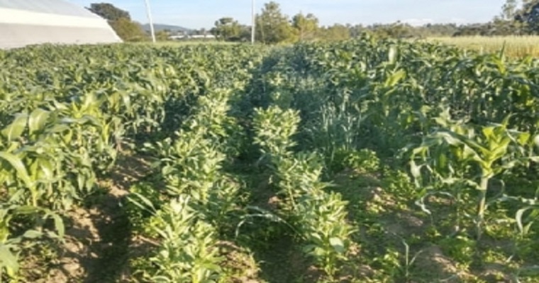 Mezclar gramíneas y leguminosas ayuda a disminuir la producción de gas metano