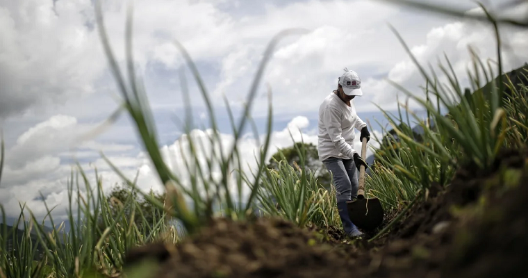 Lanzan microseguro voluntario con enfoque para trabajadores informales del campo