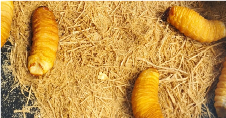 Conozca cómo se cría el mojojoy, producto insignia de la gastronomía amazónica