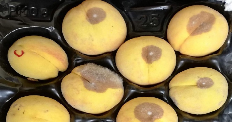 Cultivos sanos con resistencia incorporada