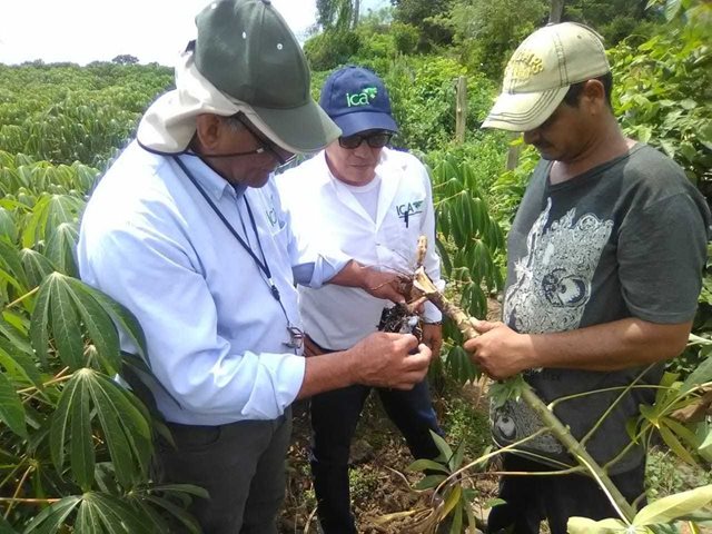El ICA realiza monitoreo a cultivos de yuca en Córdoba
