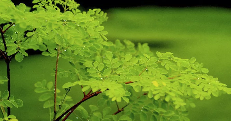 Moringa: características y requerimientos