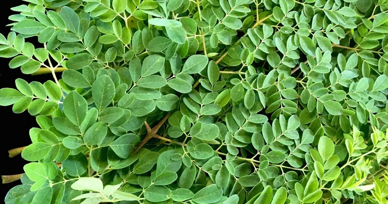 Las propiedades medicinales de la moringa y su uso para el hígado y la cicatrización