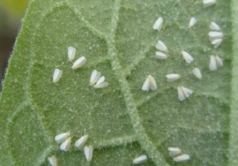 Adelántesele a la Mosca Blanca de los invernaderos