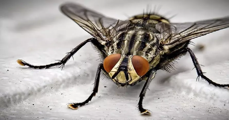 Cómo se comunican las plagas y cómo con las feromonas se pueden controlar