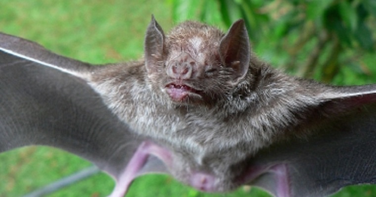 Murciélagos nos enseñarían cómo combatir los coronavirus