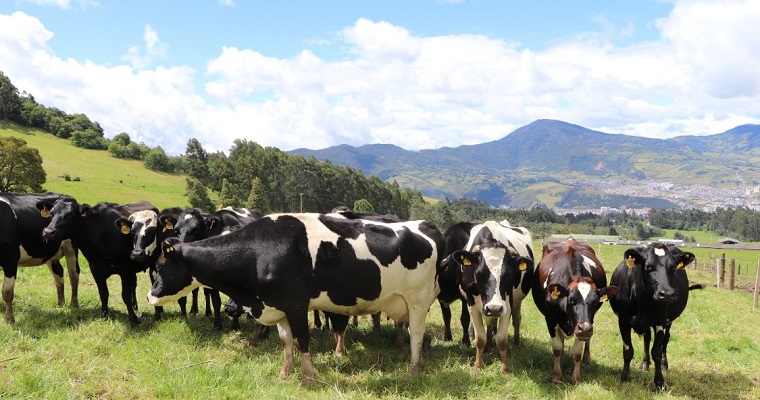Un “canto” por el bienestar animal bovino. Ciencia para la ganadería en el trópico alto