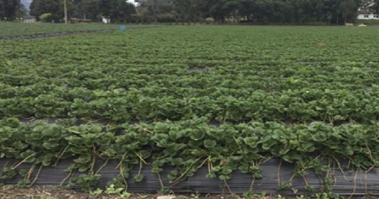 Colombia busca ser pionero en nanotecnología agrícola