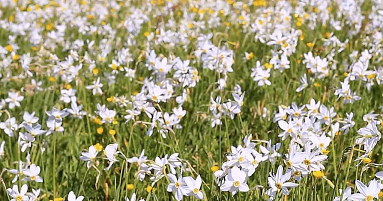 ¿Conoce la planta narciso? una prometedora solución para reducir las emisiones de metano en vacas