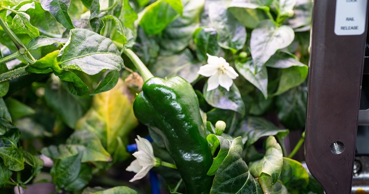 Así es como la NASA cultiva chiles en el espacio