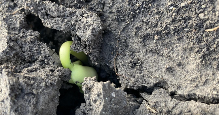 A medida que El Niño disminuye, persisten los problemas de seguridad alimentaria