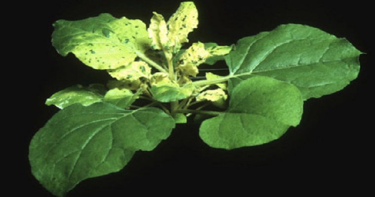 Un equipo internacional con participación del CSIC publica el genoma de una planta para producir vacunas contra el COVID-19