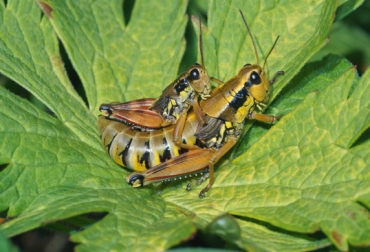 Cuando los herbívoros faltan, sus ecosistemas colapsan
