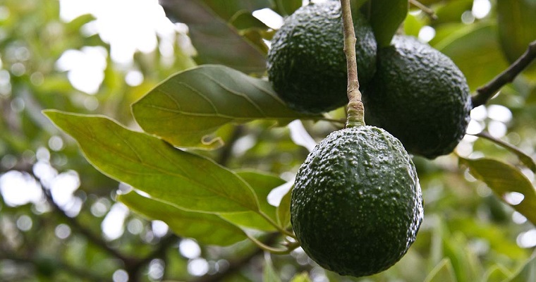 Proyecto contribuirá al mejoramiento de la competitividad y sanidad de los cultivos de aguacate Hass y tomate