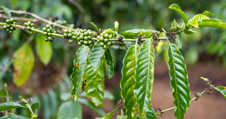 UPRA adelanta la evaluación financiera del cultivo de café en Colombia