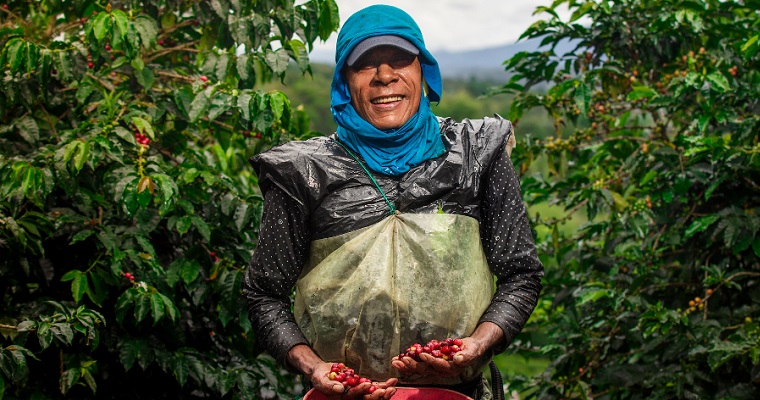 Cerca de 549.000 familias cafeteras producen más de 10,6 millones de sacos de café cada año en Colombia