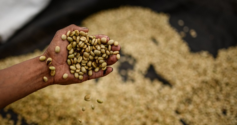 En julio, las exportaciones del sector agropecuario y agroindustrial colombiano crecieron 13,1 % en valor y 7 % en volumen