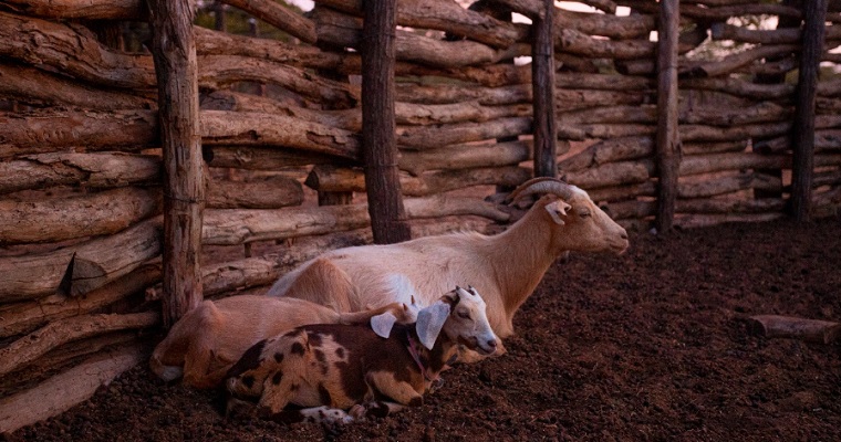 La UPRA presenta la zonificación de la cadena Ovino-Caprina en la Costa Caribe